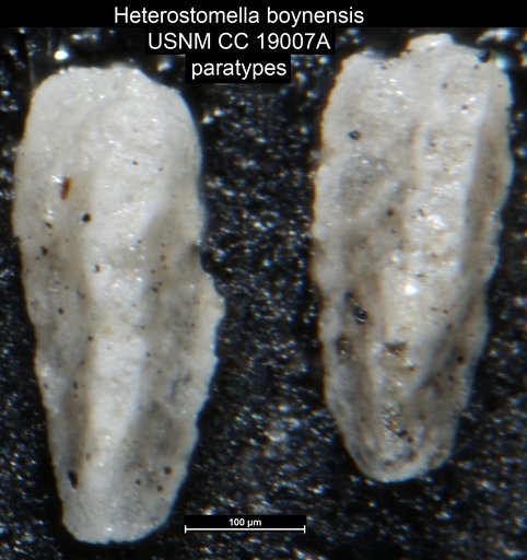 Heterostomella boynensis Wickenden, 1932