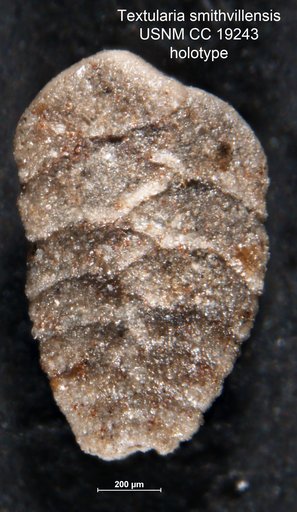Textularia smithvillensis Cushman & Ellisor, 1933