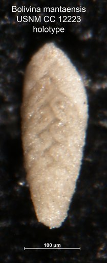 Bolivina mantaensis Cushman, 1929