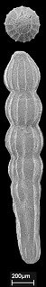 Chrysalogonium breviloculum Cushman & Jarvis, 1934