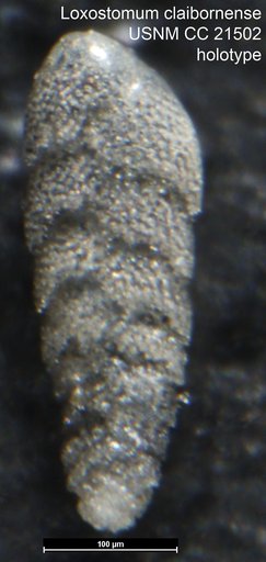 Loxostoma claibornense Cushman, 1936