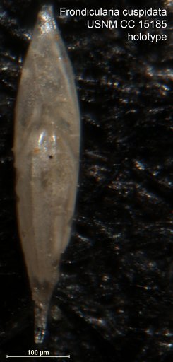 Frondicularia cuspidata Cushman, 1931