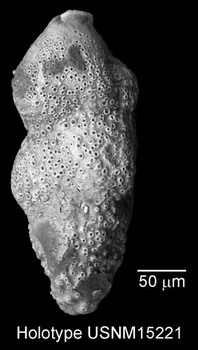 Pseudouvigerina cretacea Cushman, 1931