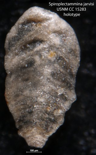Spiroplectammina jarvisi Cushman, 1939
