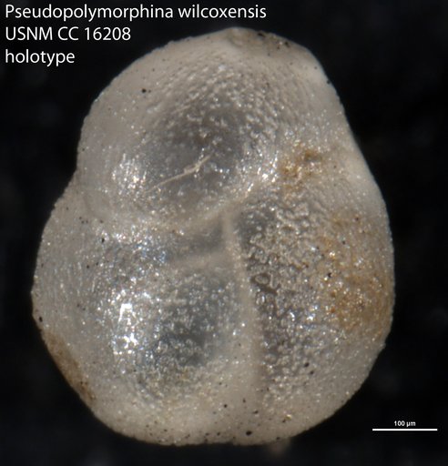Pseudopolymorphina wilcoxensis Cushman & Ponton, 1932
