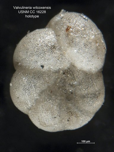 Valvulineria wilcoxensis Cushman & Ponton, 1932