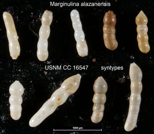 Marginulina alazanensis Nuttall, 1932
