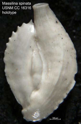 Massilina spinata Cushman & Ponton, 1932
