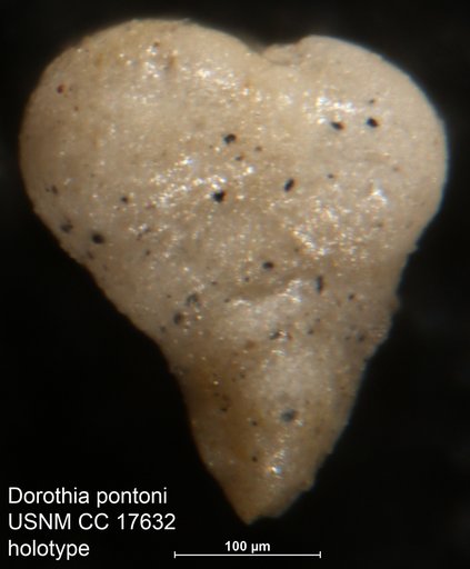 Dorothia pontoni Cushman, 1933