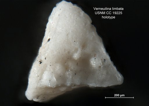 Verneuilina limbata Cushman, 1936