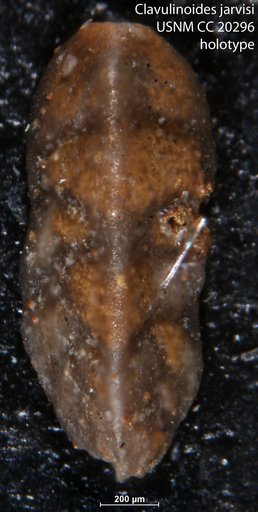 Clavulinoides jarvisi Cushman, 1936