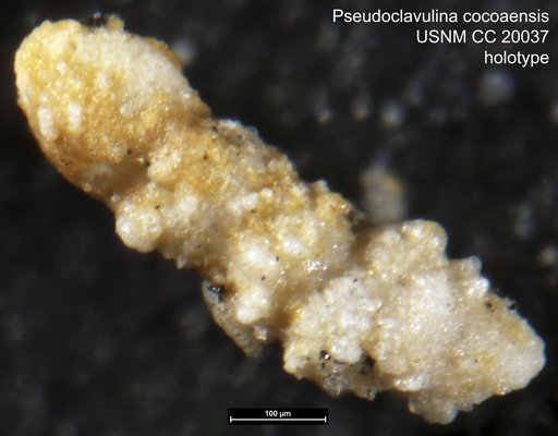 Pseudoclavulina cocoaensis Cushman, 1936