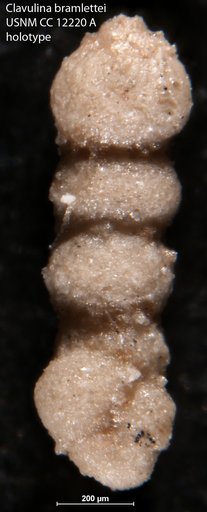 Clavulina bramlettei Cushman, 1929