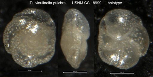 Pulvinulinella pulchra Cushman, 1933