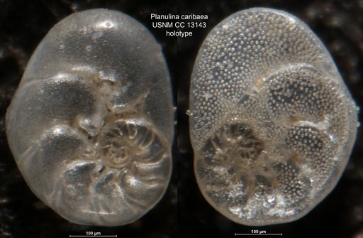 Planulina caribaea Cushman, 1931