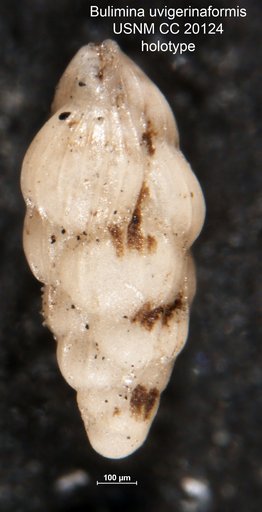 Bulimina uvigerinaformis Cushman & Kleinpell, 1934