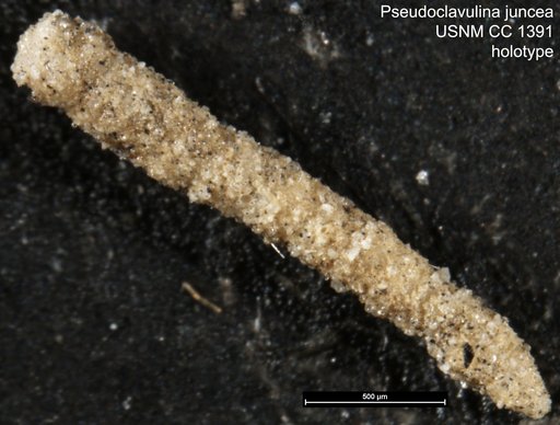 Pseudoclavulina juncea Cushman, 1936