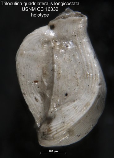 Triloculina quadrilateralis var. longicostata Cushman & Ponton, 1932
