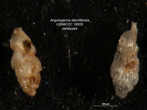 Angulogerina danvillensis Howe & Wallace, 1932