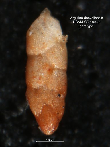 Virgulina danvillensis Howe & Wallace, 1932