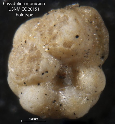 Cassidulina monicana Cushman & Kleinpell, 1934