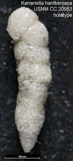 Karreriella hantkeniana Cushman, 1936