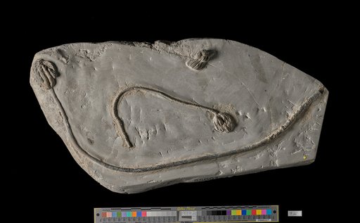 Onychocrinus ramulosus Lyon & Casseday
