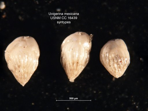 Uvigerina mexicana Nuttall, 1932