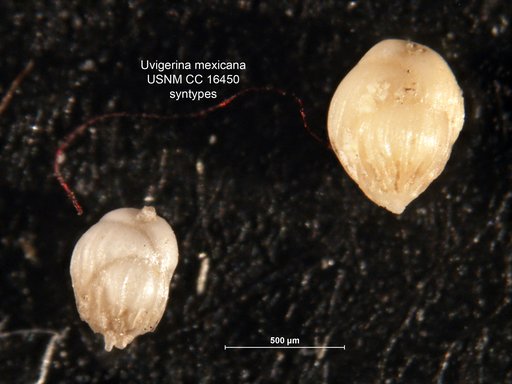 Uvigerina mexicana Nuttall, 1932