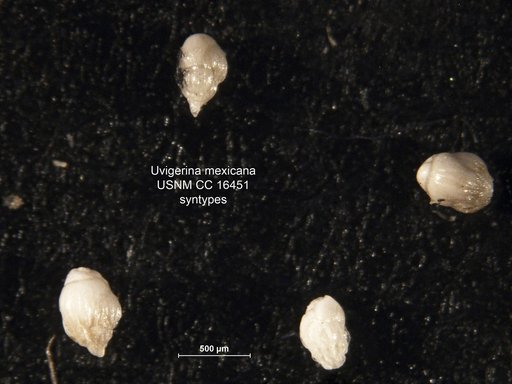 Uvigerina mexicana Nuttall, 1932