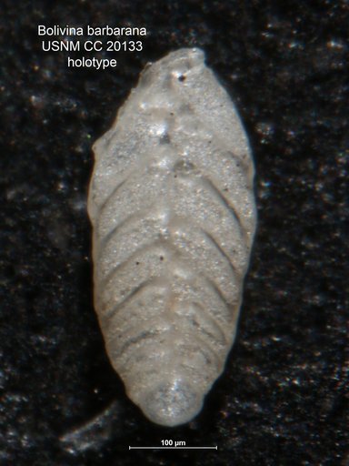 Bolivina barbarana Cushman & Kleinpell, 1934
