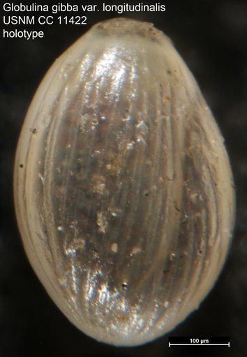 Globulina gibba var. longitudinalis Cushman & Ozawa, 1930