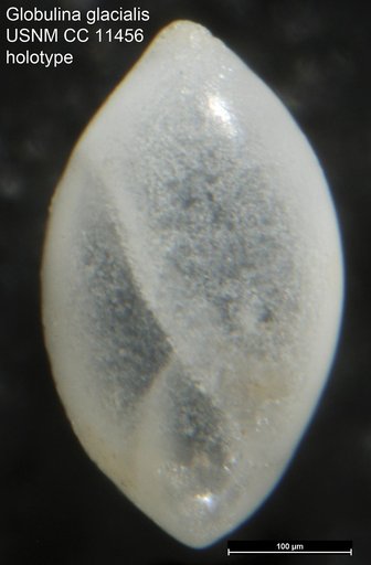 Globulina glacialis Cushman & Ozawa, 1930