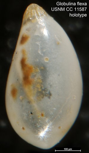 Globulina flexa Cushman & Ozawa, 1930