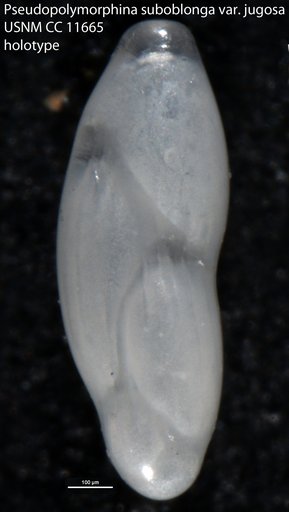 Pseudopolymorphina suboblonga var. jugosa Cushman & Ozawa, 1930