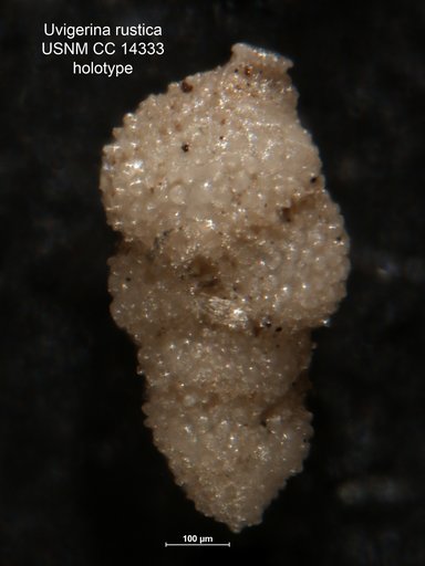 Uvigerina rustica Cushman & Edwards, 1938