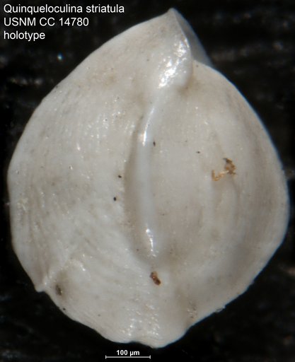 Quinqueloculina striatula Cushman, 1932