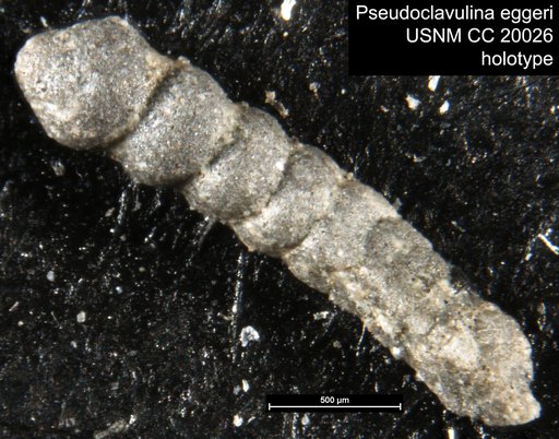 Pseudoclavulina eggeri Cushman, 1936