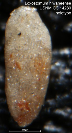 Loxostomum hiwaneense Howe, 1930