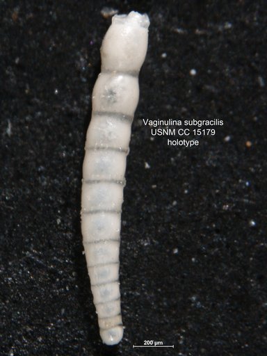 Vaginulina subgracilis Cushman, 1937