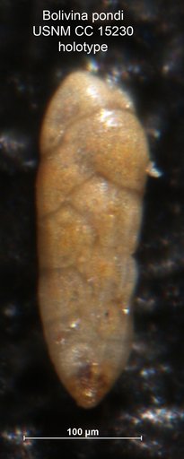 Bolivina pondi Cushman, 1931