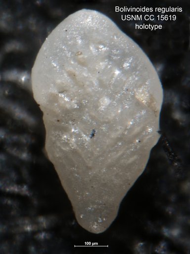 Bolivinoides regularis Reiss, 1954