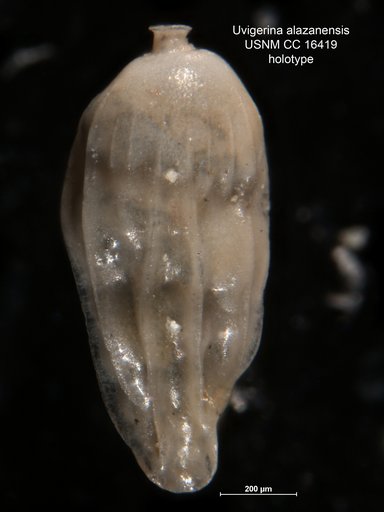Uvigerina alazanensis Nuttall, 1932