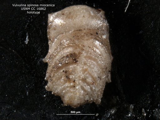 Vulvulina spinosa var. miocenica Cushman, 1932