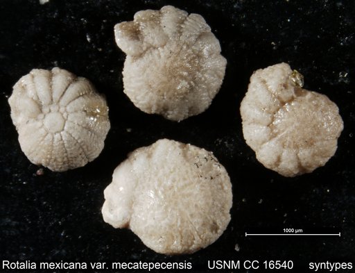 Rotalia mexicana var. mecatepecensis Nuttall, 1932