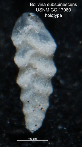Bolivina subspinescens Cushman, 1922