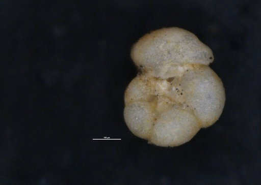 Discorbis candeiana var. bullata Cushman & Ponton, 1932