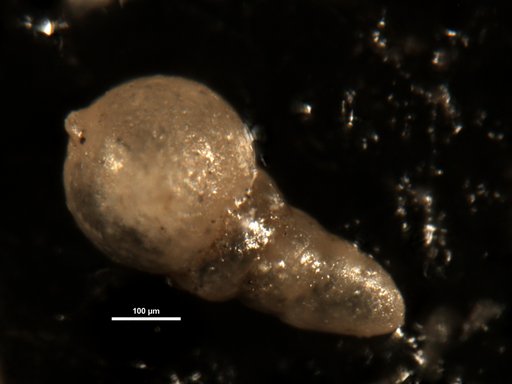 Nodosarella coalingensis Cushman & Church, 1929