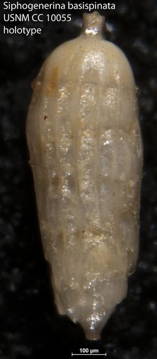 Siphogenerina basispinata Cushman & Jarvis, 1929