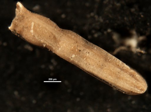 Plectofrondicularia paucicostata Cushman & Jarvis, 1929